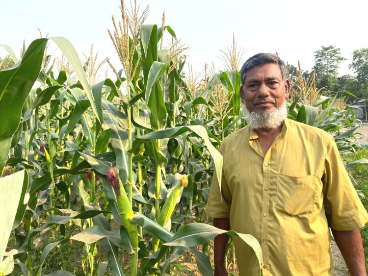 কমলগঞ্জে ভুট্টার বাম্পার ফলনের সম্ভাবনা