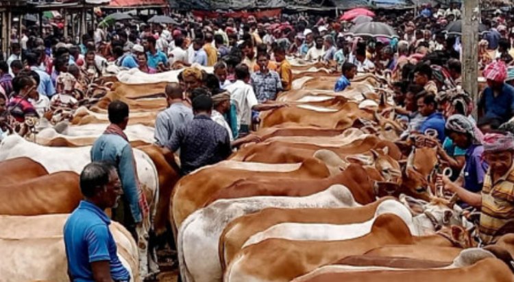 আফতাবনগরে কোরবানির গরুর হাট স্থগিত করলো হাইকোর্ট